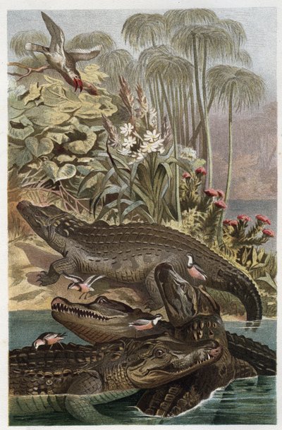 Nijlkrokodil (Crocodylus niloticus) - gravure uit 