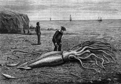 Octopus van de kust van Newfoundland, Newfoundland: 
