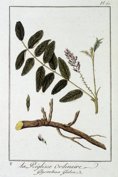 Gewone zoethout (Glycyrrhiza glabra) - in 