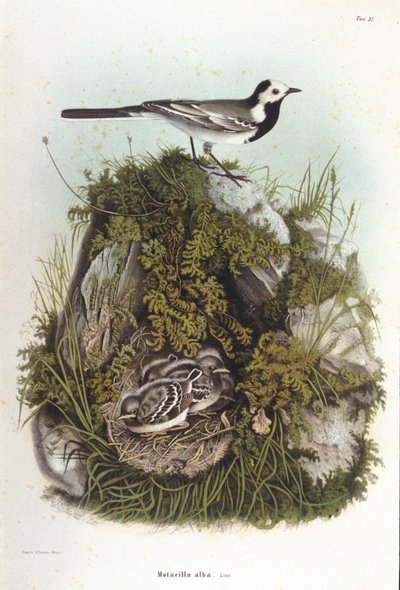 Ornithologie: een grijze bergeronnet (motacilla alba) bij het nest van zijn jongen. 19e-eeuwse zoölogische plaat door Unknown artist