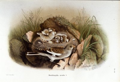 Ornithologie: een alpine niverolle bij het nest van zijn jongen door Unknown artist