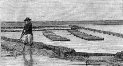Oesterteelt - de kweek van oesters in het bassin van Arcachon (1894): algemeen overzicht van een oesterpark. A, A: ambulances of oesterkisten. (Van een foto). Gravure in 