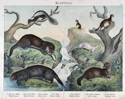 Otters, fretten, wezel... - in "Natural histories of mammals", uitgegeven door Schreiber door Unknown artist