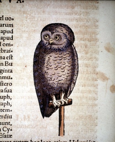 Uil - uit Historiae animalium door Konrad Gesner, Tiguri door Unknown artist