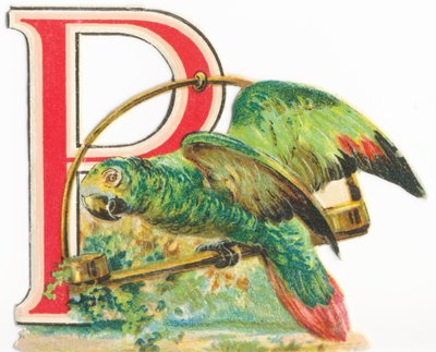 P: Papegaai door Unknown artist