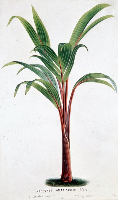 Palm Hyophorbe Amaricaulis (Mauritius) - Botanische plaat door Unknown artist