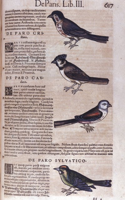 Passeriformes in Historia Animalium door Conrad Gesner (1516 - 1565), Tiguri door Unknown artist