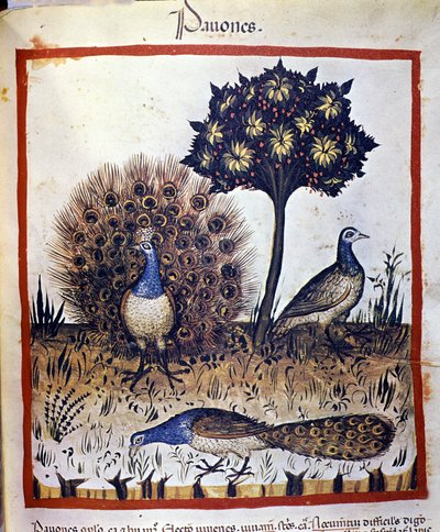 Pauwen afgebeeld in 