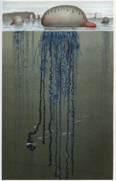 Physalia (Physalia pelagica) - gravure uit 