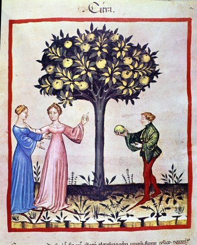 Plukken van cedraat, vrucht van de cedraatboom. Verlichting uit de melk van geneeskunde en diëtetiek 