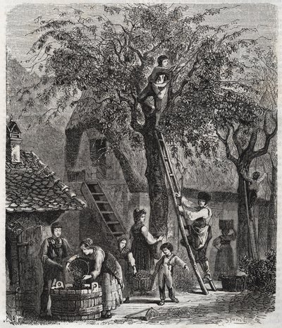 Kersen plukken - gravure van 1860 door Unknown artist