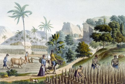 Rijst pellen en planten op het eiland Guam (Micronesië) door Unknown artist