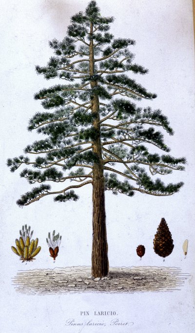 Pin Laricio - botanische plaat door Unknown artist