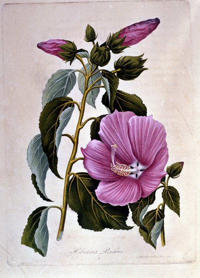 Roze hibiscus. Botanische plaat. Gravure. door Unknown artist