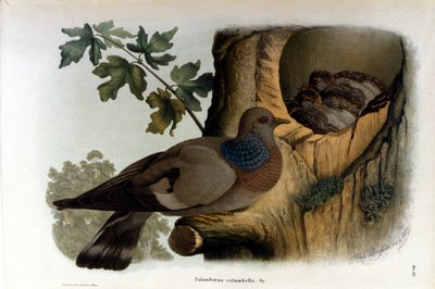 Bord met een duif bij zijn nest. door Unknown artist