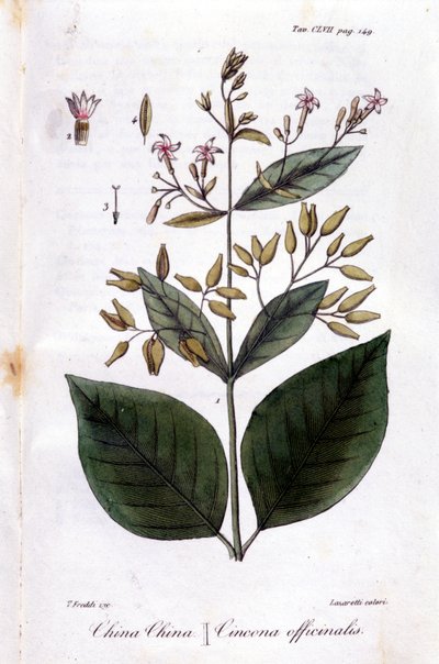 Bord van Kinine (Cinchona Officinalis) door Unknown artist