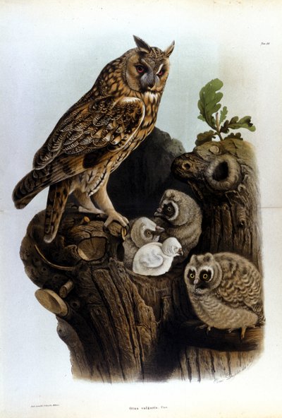 Bord met een familie uilen bij het nest. door Unknown artist