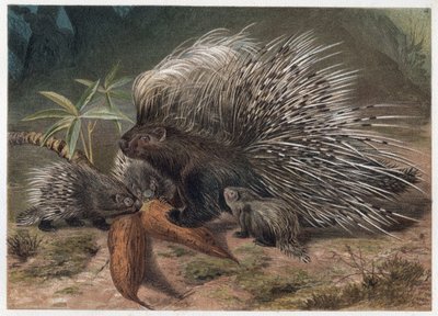 Kuifstekelvarken (Hystrix cristata) - gravure uit 