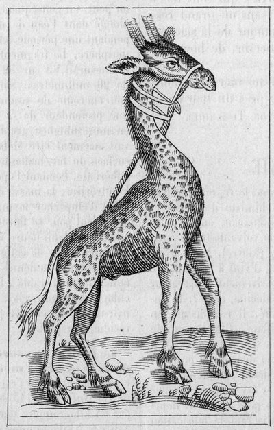 Portret van een giraffe. (Na Pierre Belon) door Unknown artist
