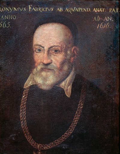 Portret van pionierende anatoom en chirurg Hieronymus Fabricius door Unknown artist