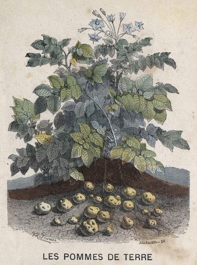 Aardappelen. 19e-eeuwse illustratie. Bianchetti collectie door Unknown artist