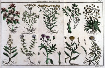 Voorraden van bloemen: in 