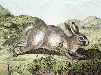 Konijn - in Natuurlijke geschiedenis van zoogdieren, ed. Schreiber door Unknown artist