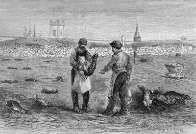 Konijnenlijken gedood door kippencholera-microbe. Experiment van mevrouw weduwe Pommery in Champagne. (Van een foto van de heer Trumpet en informatie verstrekt door de heer L. Pommery). Gravure in 