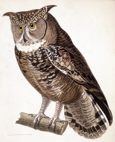 Roofvogel: Afrikaanse uil. 19e-eeuwse gravure door Unknown artist