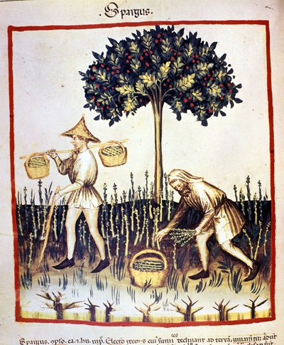 Recolle asperges. Verlichting uit de melk van geneeskunde en diëtetiek 