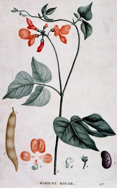 Rode boon, botanische plaat door Unknown artist