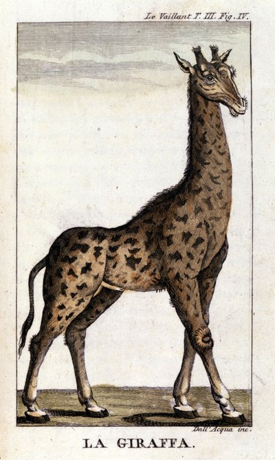 Voorstelling van een giraffe door Unknown artist