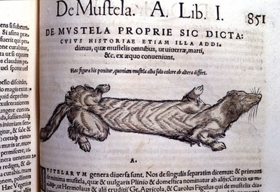 Wezelachtige (familie van de marterachtigen) - in Historia Animalium door Conrad Gesner (1516 - 1565), Tiguri door Unknown artist