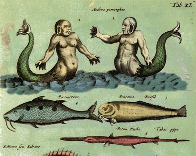 Weergave van een sirene en een triton, een fantastische mariene creatuur beschreven in een atlas van de zoölogie. Detail. 17e eeuw door Unknown artist