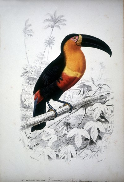 Voorstelling van een toekan, vogel uit Zuid-Amerika. 19e-eeuwse gravure. door Unknown artist