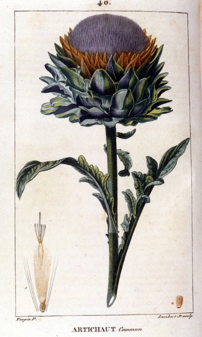 Voorstelling van de gewone artisjok. Botanische plaat. 19e eeuw. door Unknown artist