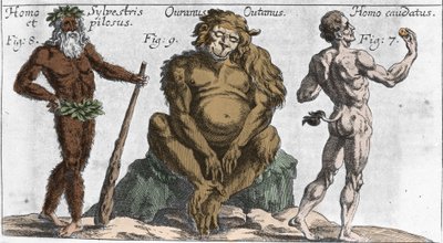 Weergaven van verschillende monsterlijke wezens: een bosmens of harige, een orang-oetan en een man met een staart (plaat uit 