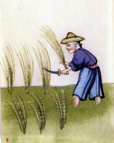 Rijstteelt in China. Schilderij op rijstpapier. in Milaan door Unknown artist
