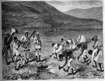 Rijstplanting in de Filipijnen. Gravure in 