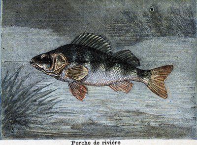 Rivierbaars. Gravure uit 1897 door Unknown artist