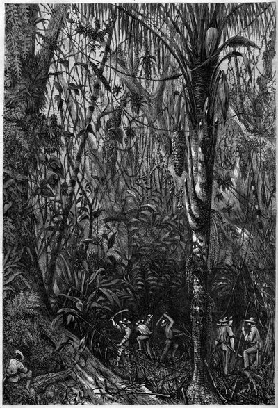 Wegontwikkeling in Midden-Amerika: Het boren van de Nicaraguaanse weg door een maagdelijk bos (ontbossing). Tekening van luitenant Olivier, lid van de expeditie van kapitein Bedford Pim. Gravure in 