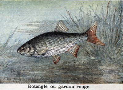 Rotengle of rode voorn Gravure uit 1898 door Unknown artist