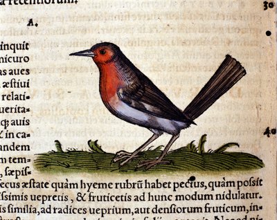 Rood na de Historia Animalium door Conrad Gesner, Tiguri 1560. Biblioteca nazionale Braidense. Milaan door Unknown artist