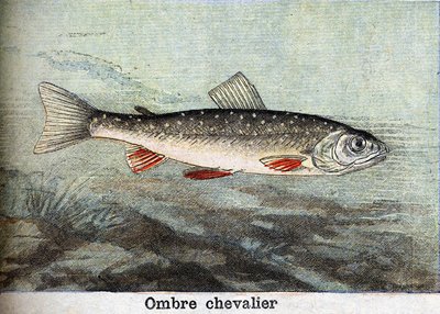 Schaduwridder gravure uit 1898 door Unknown artist