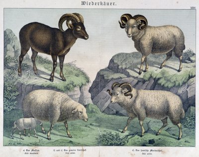 Schapen: Schaap, ram, steenbok - in "Histoires naturelles des mammifères", uitgegeven door Schreiber door Unknown artist