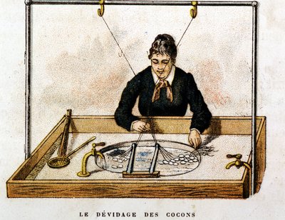 Zijde cocons - gravure door Unknown artist