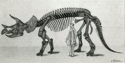Skelet van een Triceratops prorsus door Unknown artist
