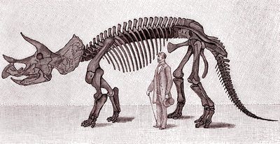 Skelet van een Triceratops prorsus door Unknown artist