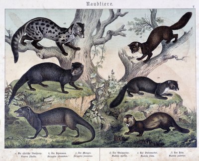 Kleine caruasiers - in "Histoires naturelles des mammals", ed. Schreiber door Unknown artist