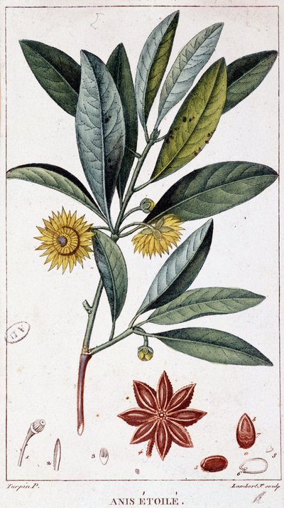 Steranijs - botanische plaat door Unknown artist